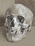 Skull drawn by artist Trevor Heath
